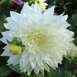 Dahlia 'Fleurel' ®