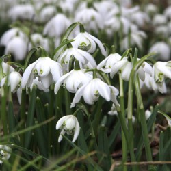 Galanthus nivalis 'Flore...