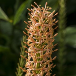 Hedychium densiflorum