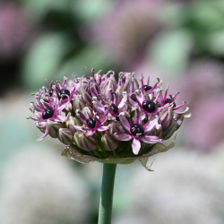Allium 'Starlight'