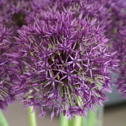 Allium 'Universe'