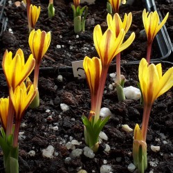 Colchicum alberti