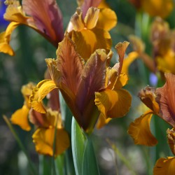 Iris hollandica 'Bronze...