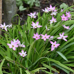 Ipheion uniflorum...