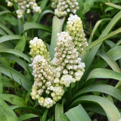 Muscari 'Lady Madonna' ®