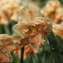 Narcissus 'Apricot Whirl'