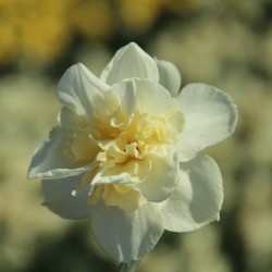 Narcissus 'Amira'