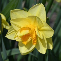 Narcissus 'Apotheose'