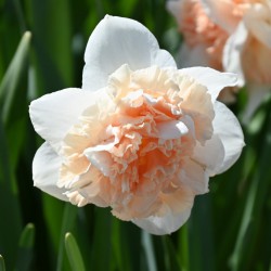 Narcissus 'Flower Surprise'