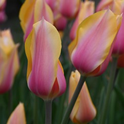 Tulipa 'Blushing Lady'