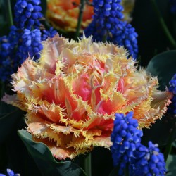 Tulipa 'Brisbane'