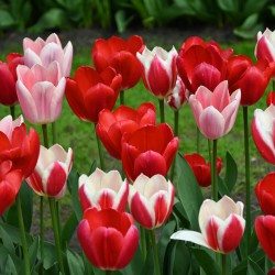 Tulipa -Delight Mix-