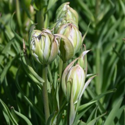 Tulipa 'Mystery Valley'