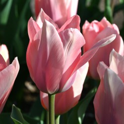 Tulipa 'Poco Loco'