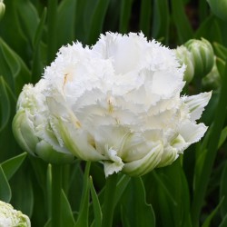 Tulipa 'Sugar Crystal'