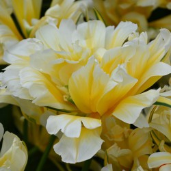 Tulipa 'Sweet Valley'