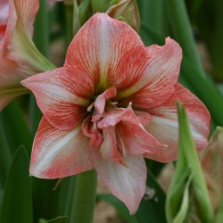 Hippeastrum 'Balance'®