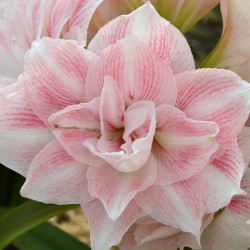 Hippeastrum 'Candy Belle'®