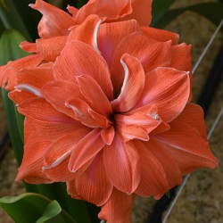 Hippeastrum 'Coral Belle'®