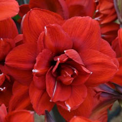 Hippeastrum 'Double King' ®
