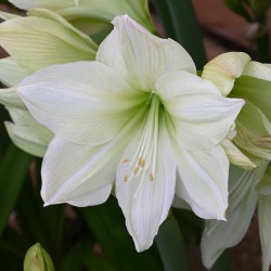 Hippeastrum 'Lemon Grandise'®