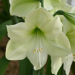 Hippeastrum 'Luna'®