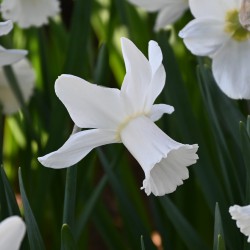 Narcissus 'Lady Madonna'