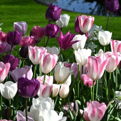 Tulipa -Shades of Spring Mix-
