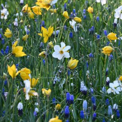 Meadow Mix