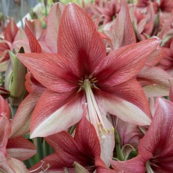 Hippeastrum 'Pink Amazone' ®