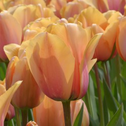 Tulipa 'Blushing Impression'