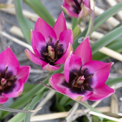 Tulipa humilis 'Norah'