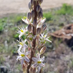 Urginea maritima