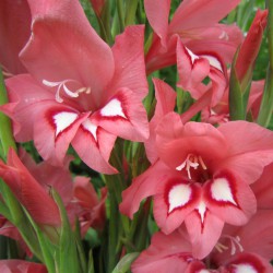 Gladiolus nanus 'White Eyes...