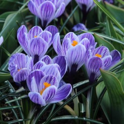Crocus vernus 'Pickwick'