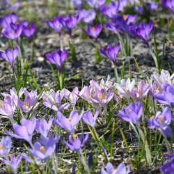 Crocus tommasinianus -mix-
