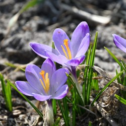 Crocus tommasinianus 'Rudy...