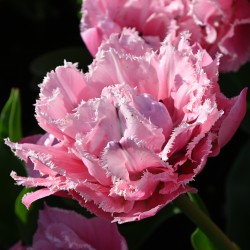 Tulipa 'Sugar Crystal'