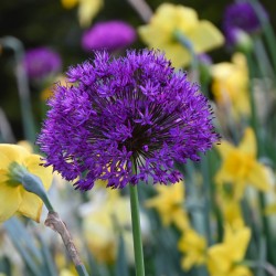 Allium 'Purple Sensation'