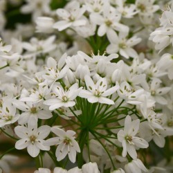 Allium cowanii