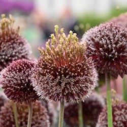 Allium 'Forelock'®