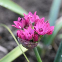 Allium oreophilum 'Samur'