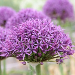 Allium 'Violet Beauty'