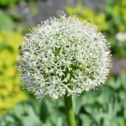 Allium 'White Giant'
