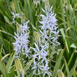 Camassia cusickii