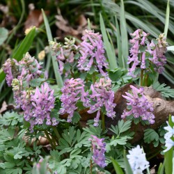 Corydalis solida