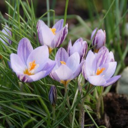 Crocus laevigatus 'Fontenayi'