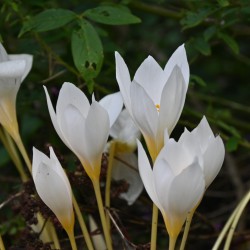 Crocus ochroleucus