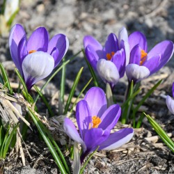 Crocus 'Yalta'