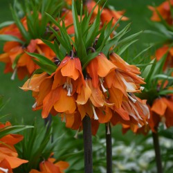 Fritillaria eduardii 'Sunrise'